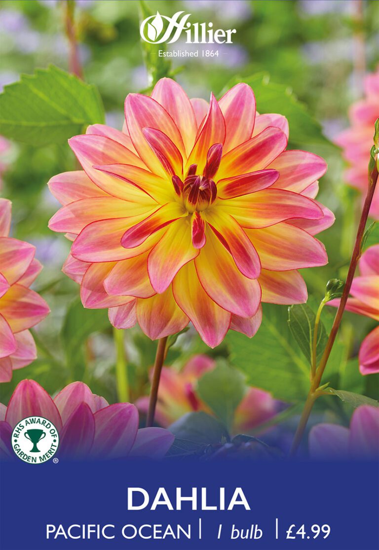 8718641998830 1 Dahlia Pacific Ocean.jpg